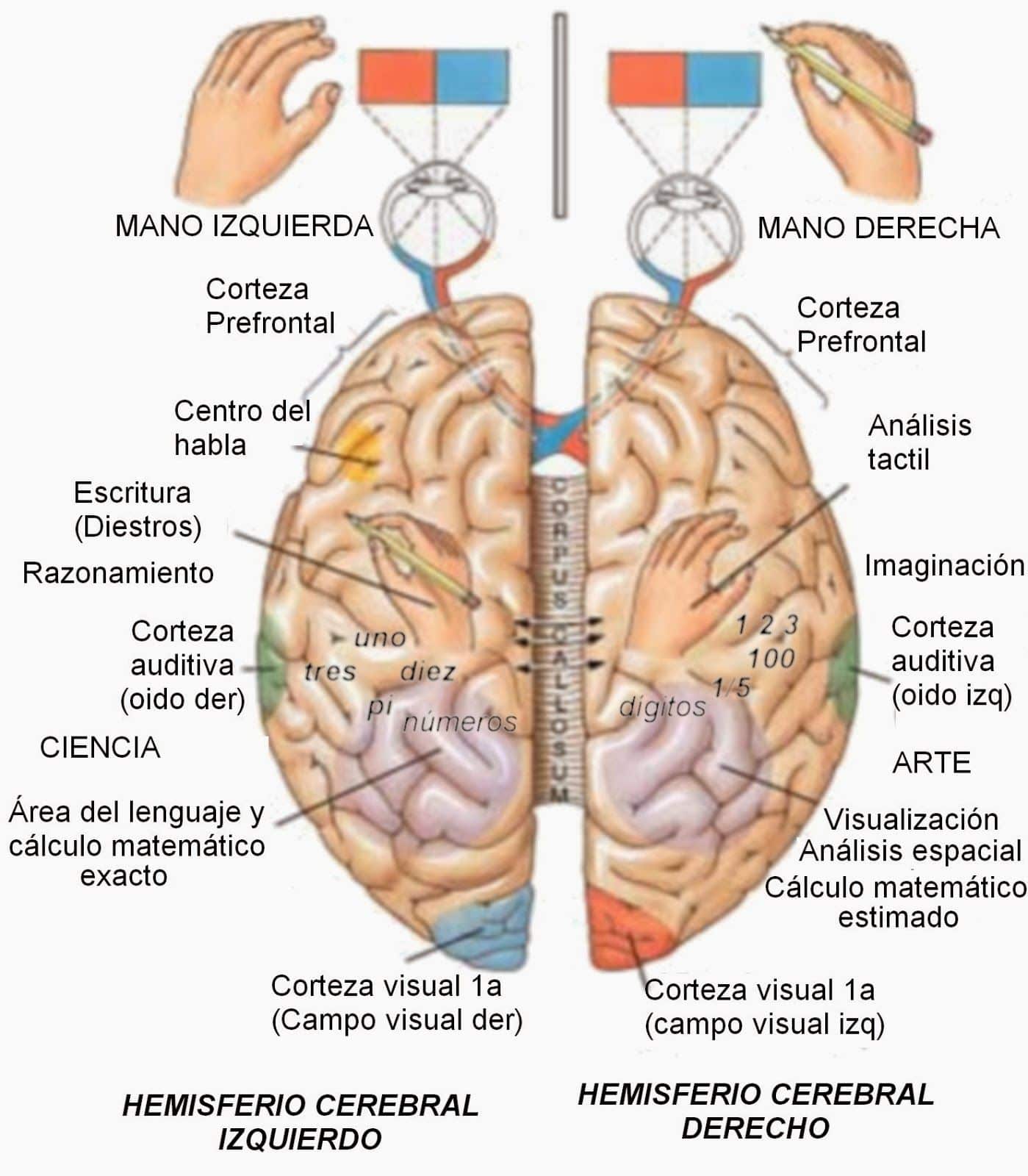 Межполушарные взаимодействия головного мозга