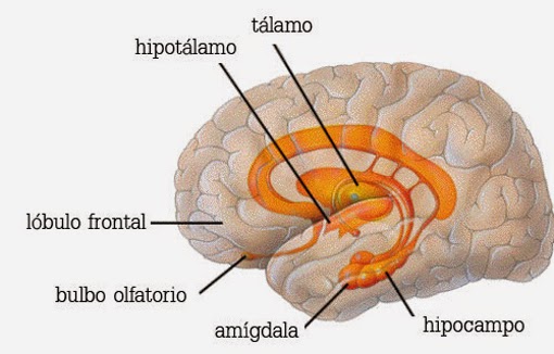 neurociencia de las emociones cerebro límbico o emocional IAFI